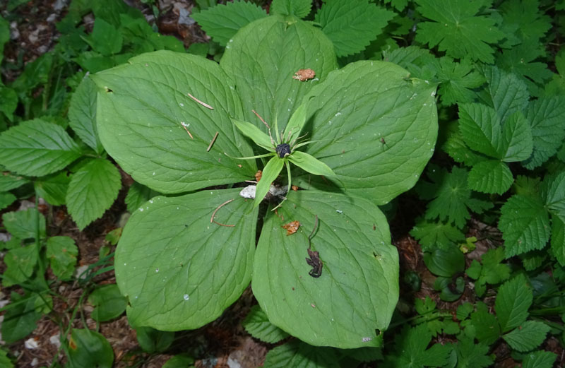 4,5,6 foglie....sempre uva di volpe ? s: Paris quadrifolia